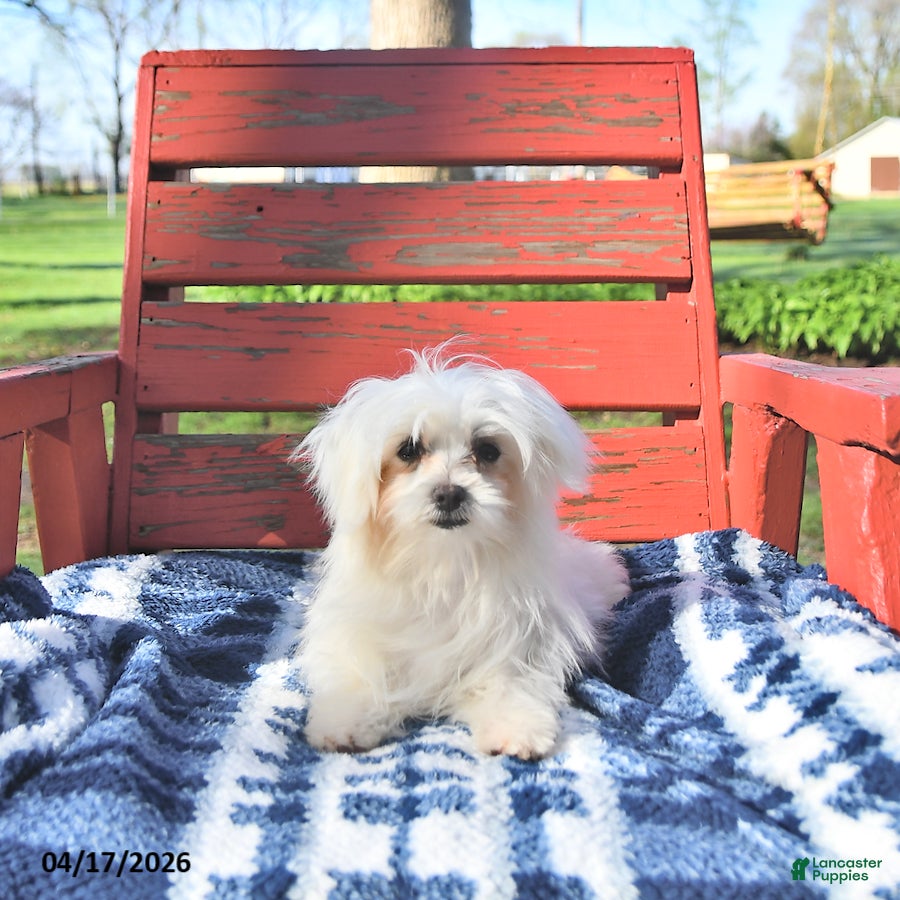 Maltese dogs Valentine EXTRA SMALL - Ad 1