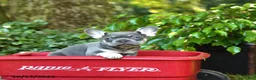 French Bulldog dogs for sale: Chase - Ad 4