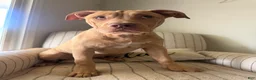 American Bully dogs for sale: Nala - Ad 2