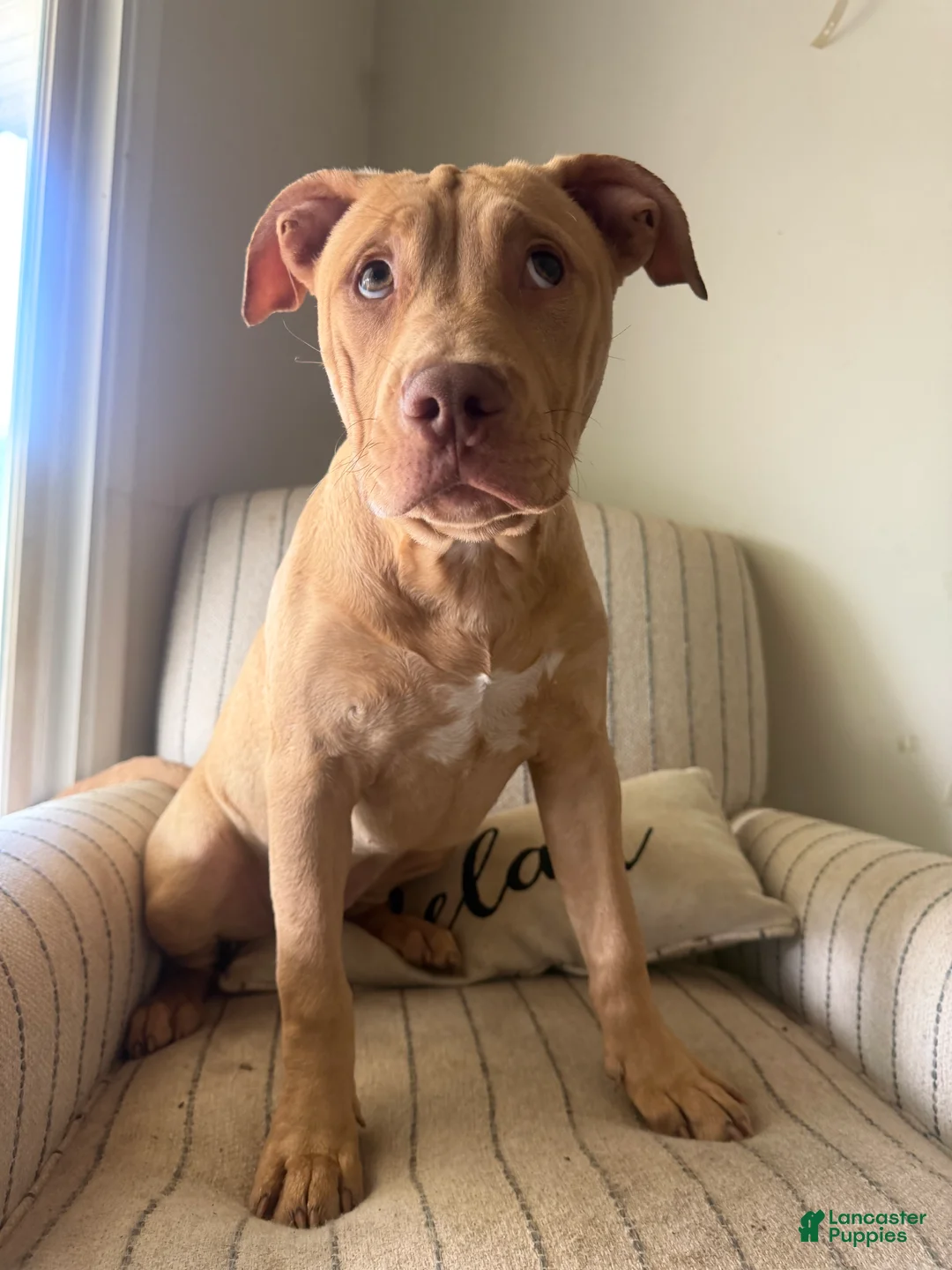 American Bully dogs for sale: Nala - Ad 2