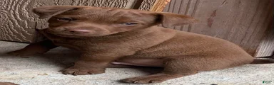 Patterdale Terrier 1