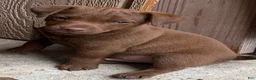Patterdale Terrier dogs for sale: Patterdale Terrier 1 - Ad 1