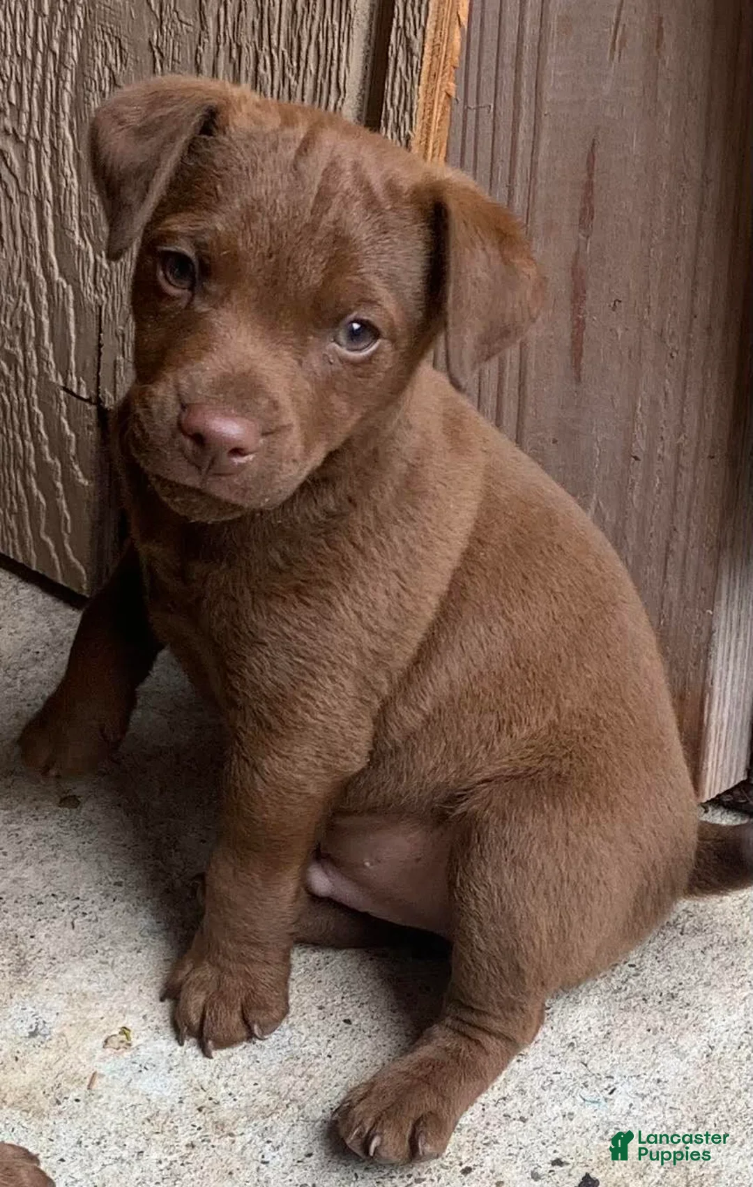 Patterdale Terrier dogs for sale: Patterdale Terrier 1 - Ad 1