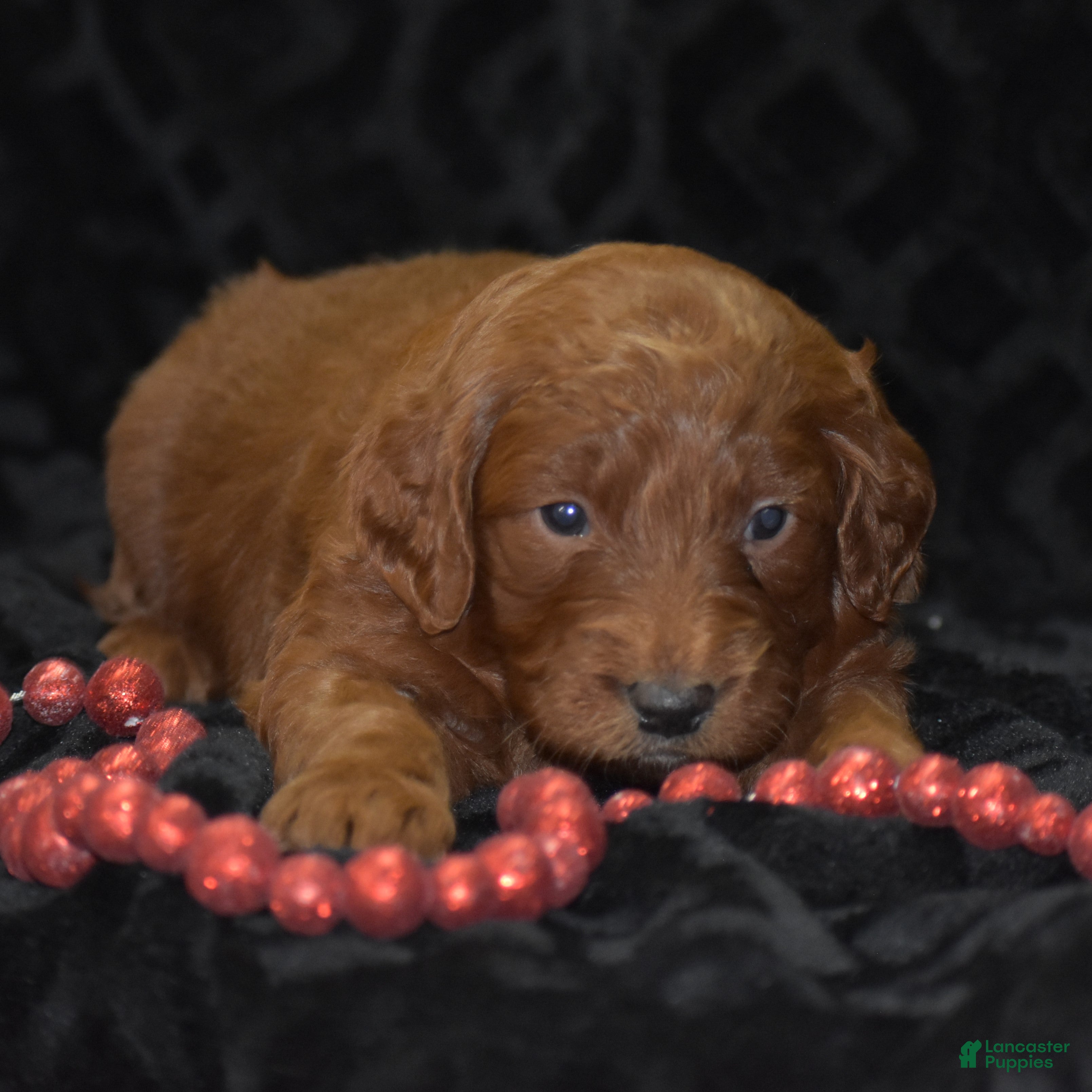 Mini Goldendoodle dogs Glory - Ad 12