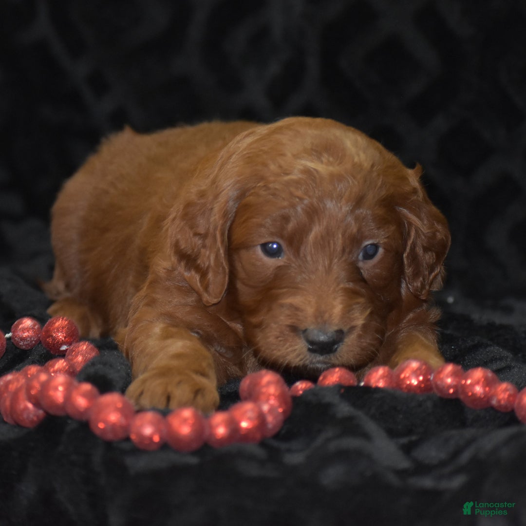 Mini Goldendoodle dogs for sale: Glory - Ad 6