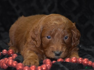 Mini Goldendoodle dogs Glory - Ad 33
