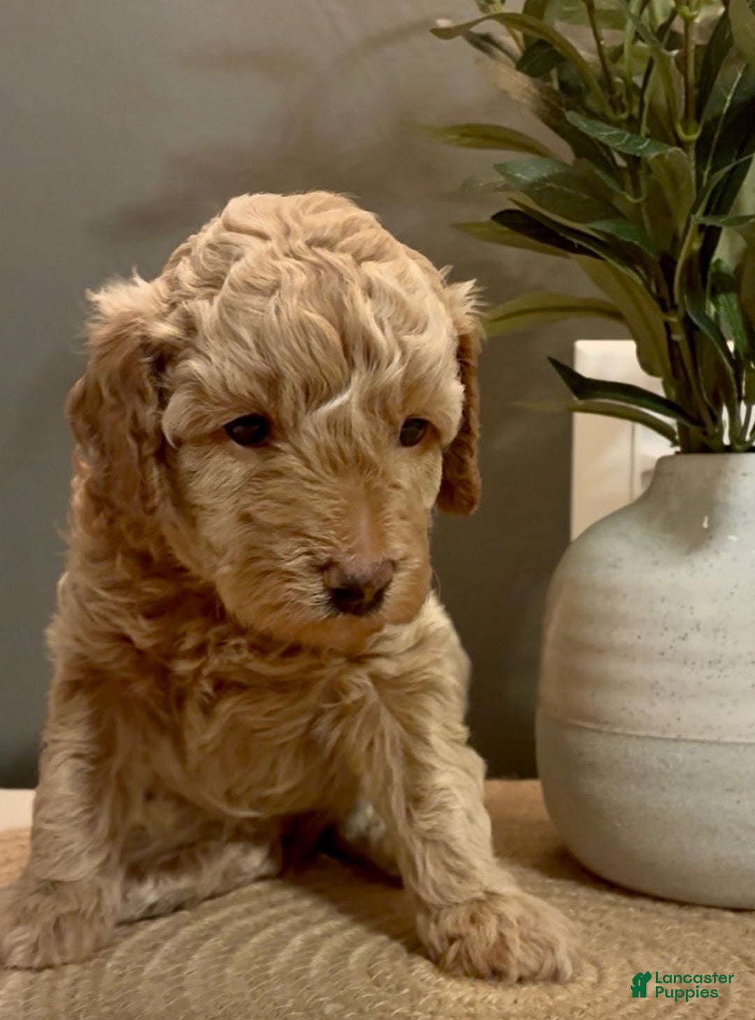 Cockapoo dogs for sale: Axel - Ad 3