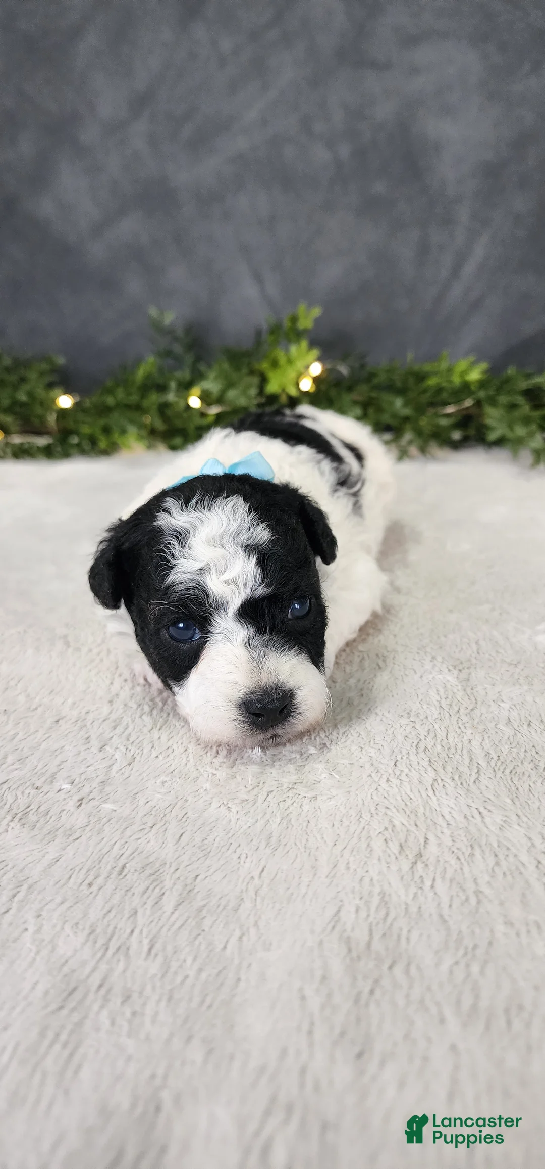 Miniature Poodle dogs for sale: Milo - Ad 2