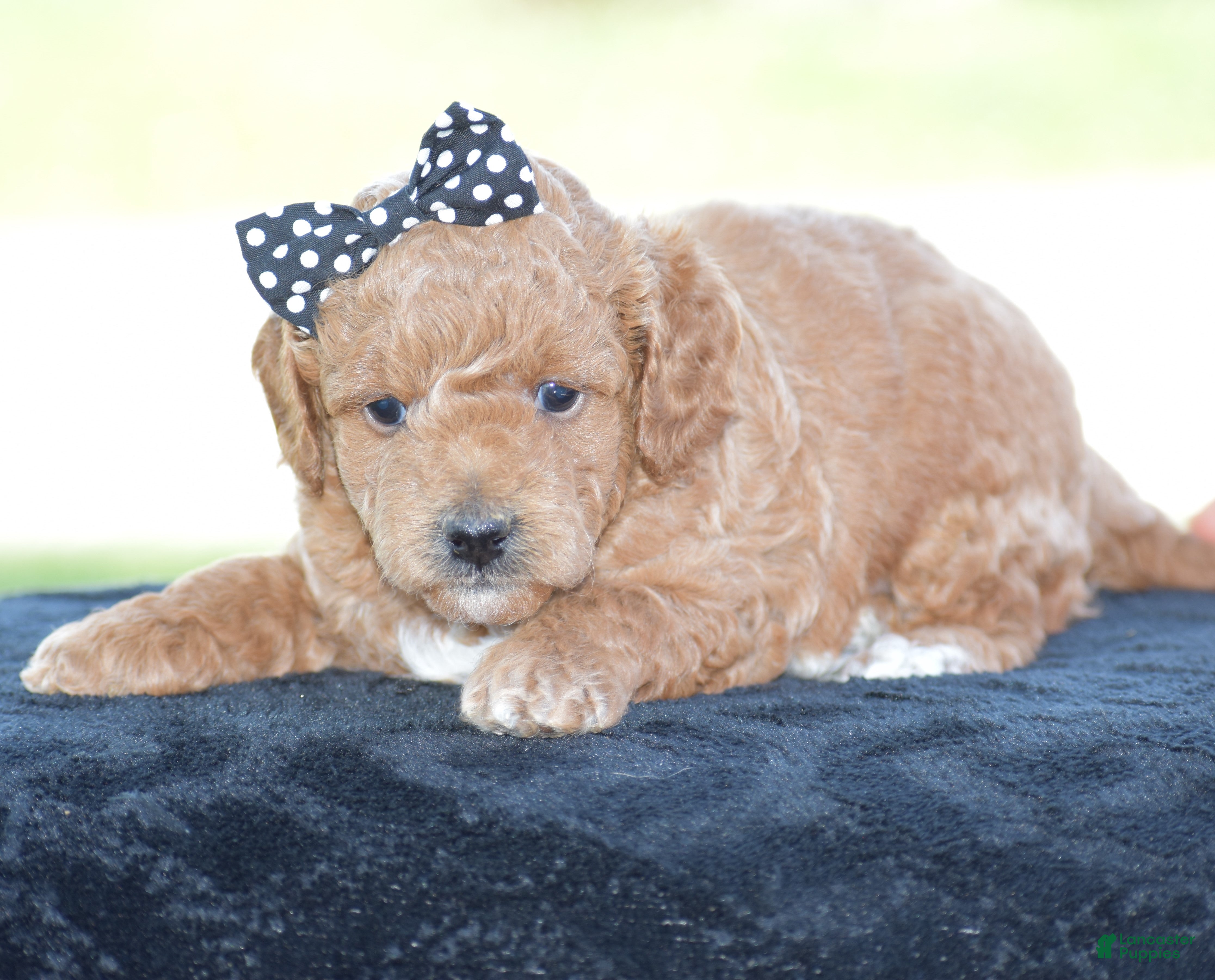 Miniature Poodle dogs Louie - Ad 1