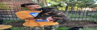Brindle Female Cane Corso Puppy #2