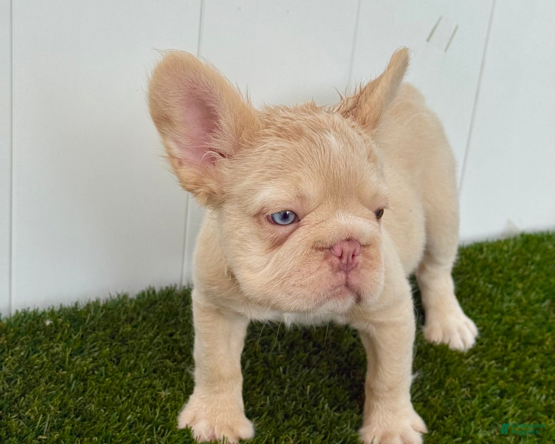 French Bulldog dogs for sale: Ella - Ad 3