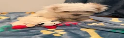 Shih Tzu dogs for sale: Shih Tzu 2 - Ad 4