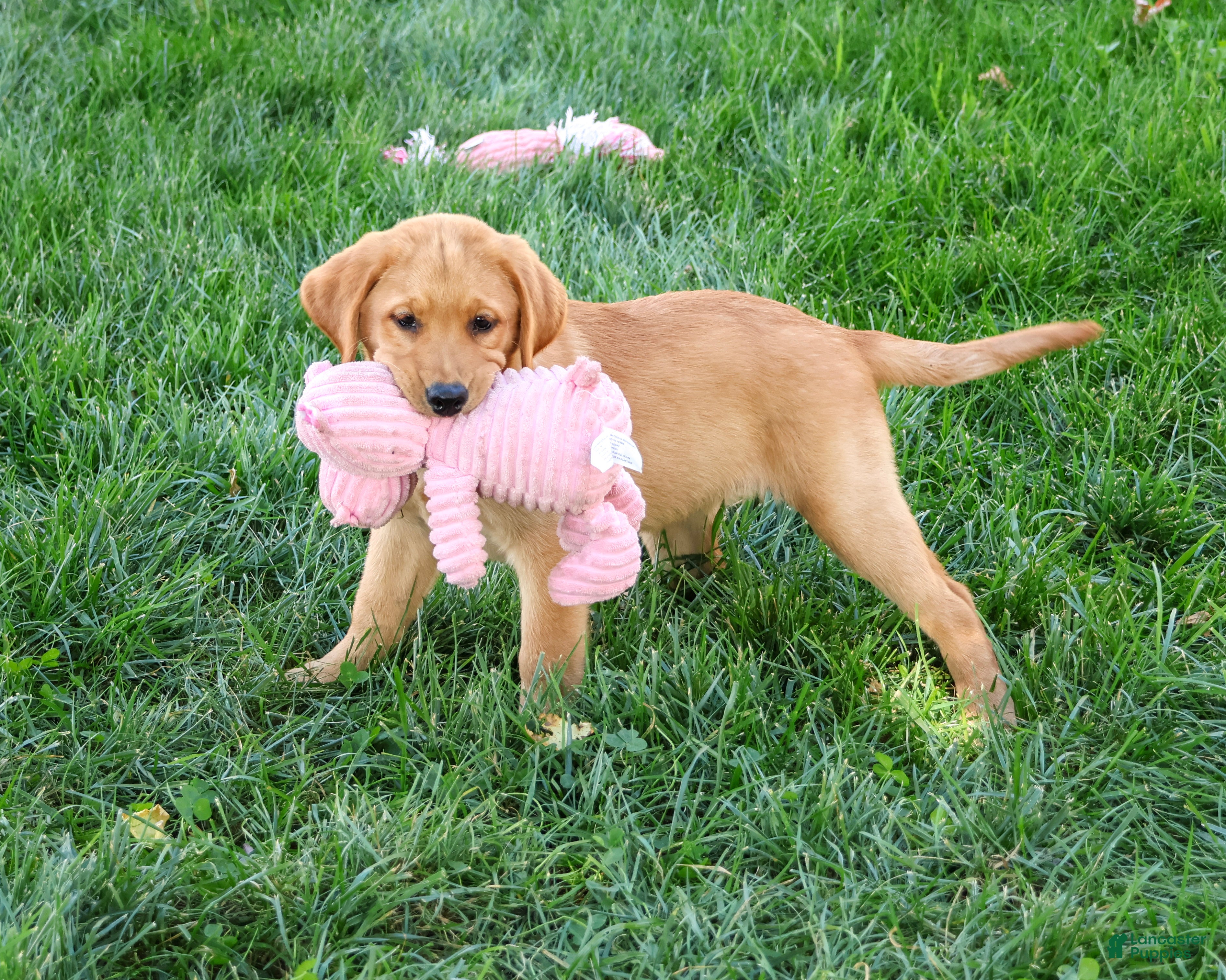 Labrador Retriever dogs Cassidy - Ad 2
