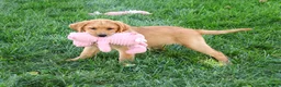 Labrador Retriever dogs for sale: Cassidy - Ad 2