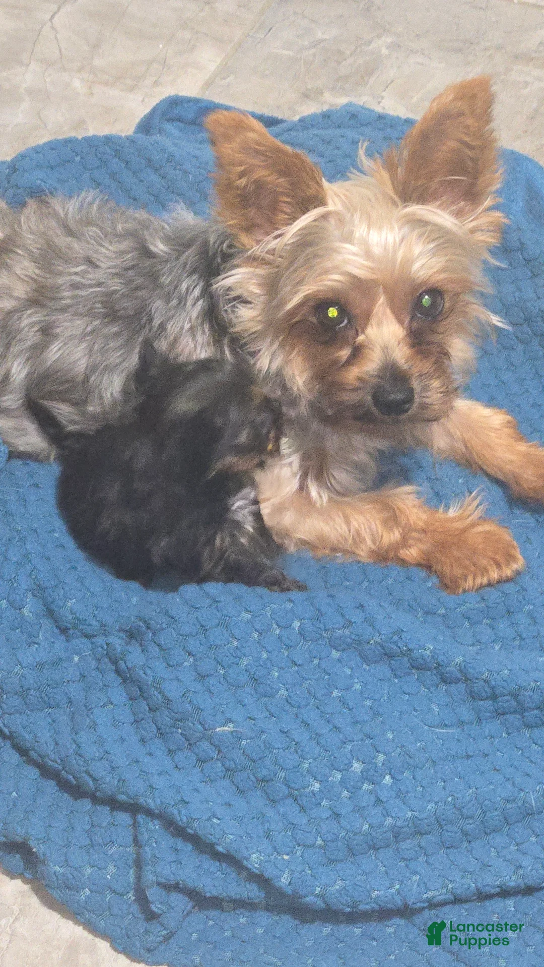 Yorkshire Terrier dogs for sale: Molly - Ad 6