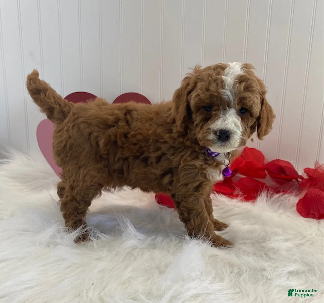 Cavapoo dogs for sale: Duncan - Ad 2