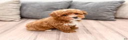 Miniature Poodle dogs for sale: Archie - Ad 3