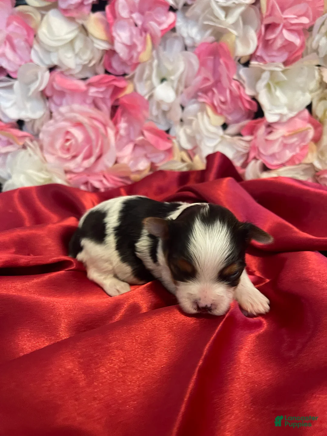 Yorkshire Terrier dogs for sale: Lorna Doone - Ad 1