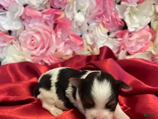 Yorkshire Terrier dogs Lorna Doone - Ad 23