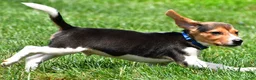 Beagle dogs for sale: Bo - Ad 3