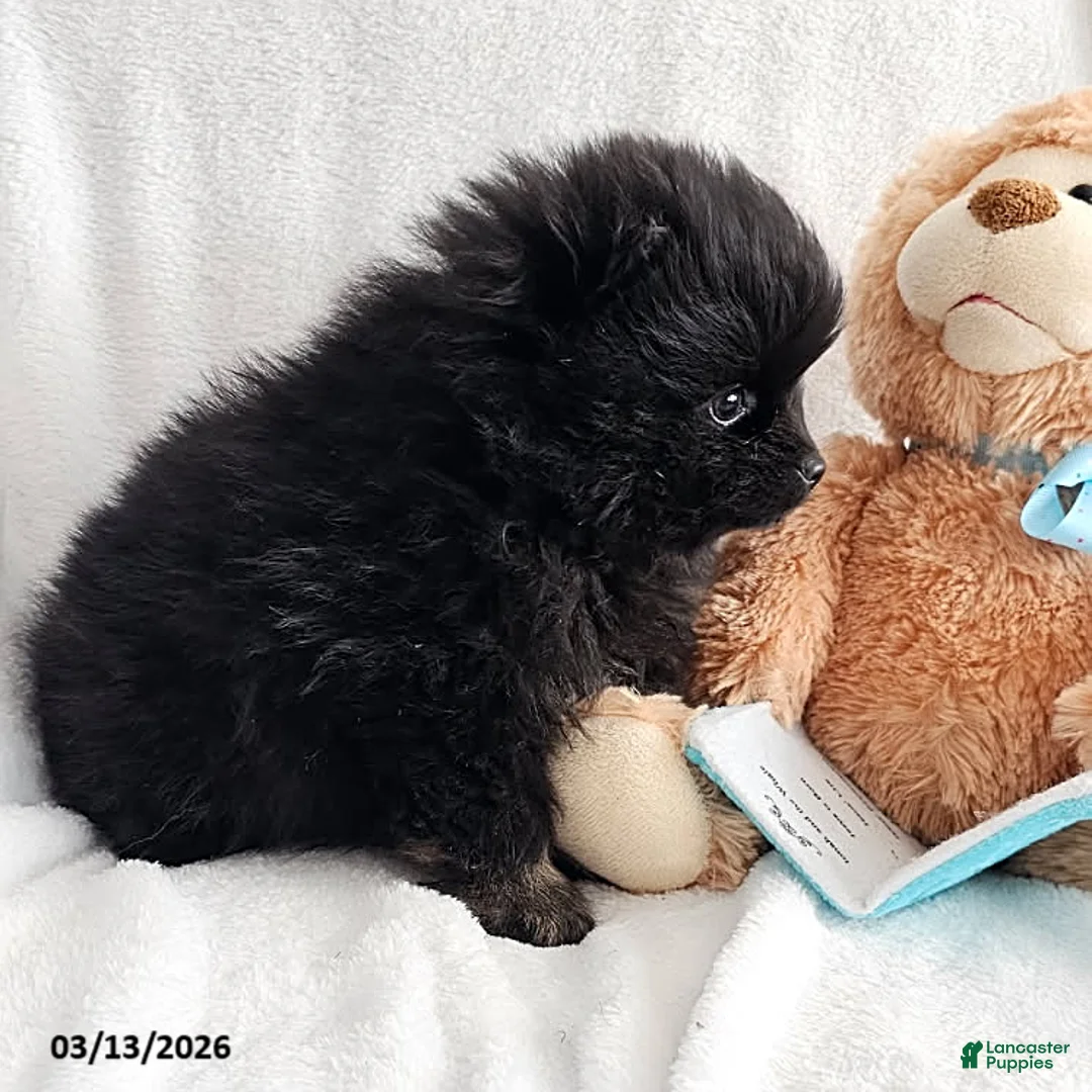 Pomeranian dogs for sale: Buddy - Ad 4