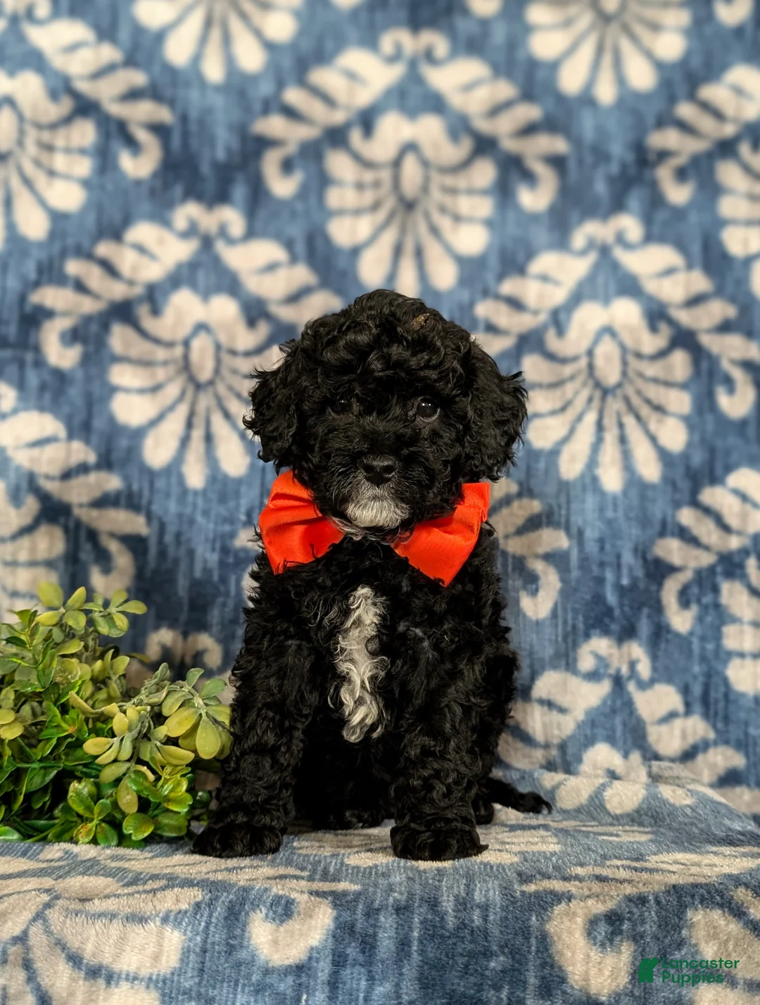 Miniature Poodle dogs for sale: Noble - Ad 2