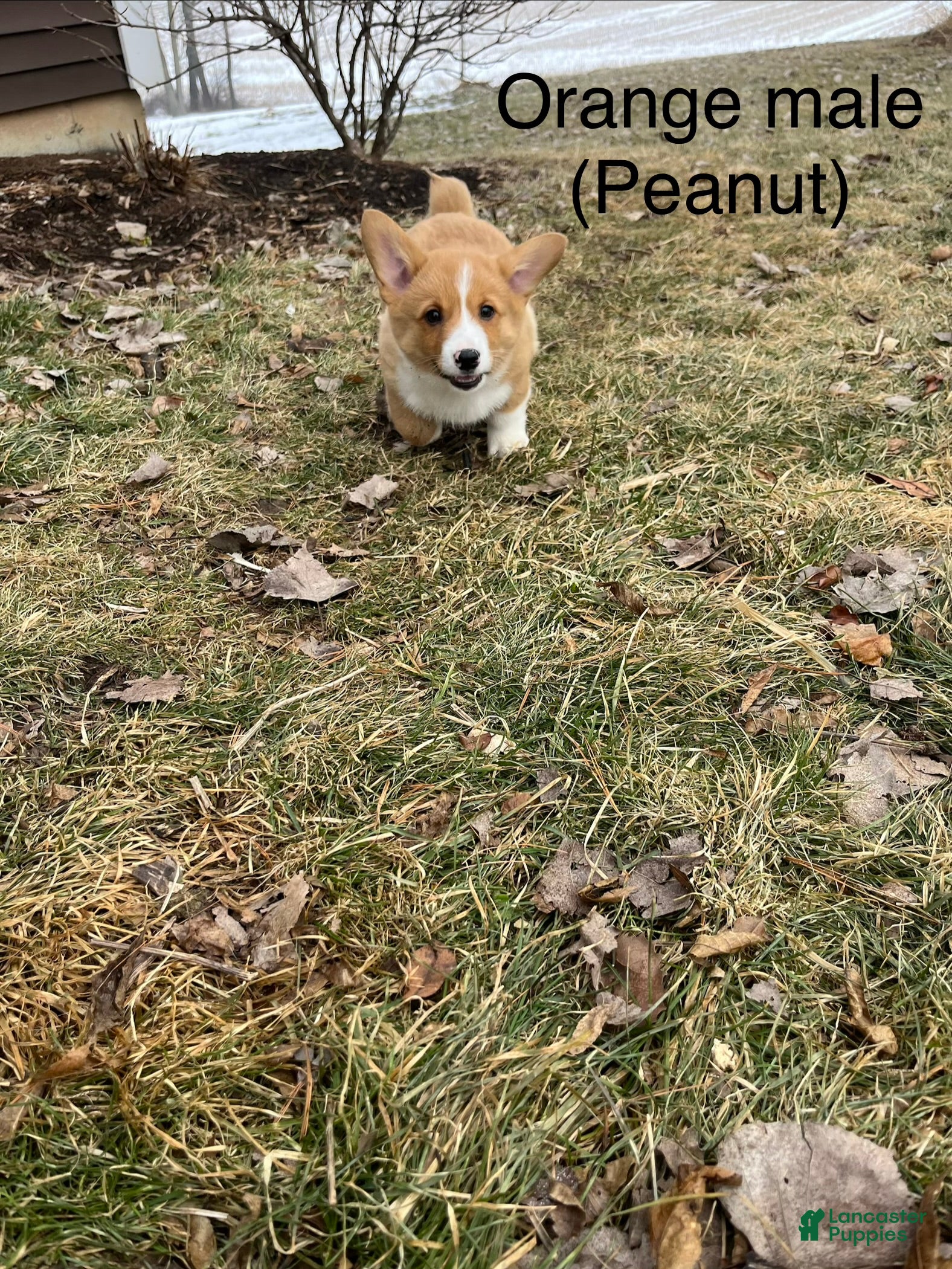 Welsh Corgi Pembroke dogs Welsh Corgi Pembroke Puppy 1 - Ad 2