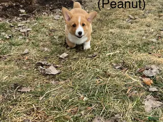 Welsh Corgi Pembroke dogs Welsh Corgi Pembroke Puppy 1 - Ad 2