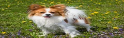 Papillon dogs for sale: Nerf - Ad 34