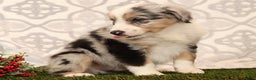 Miniature Australian Shepherd dogs for sale: Rover - Ad 8
