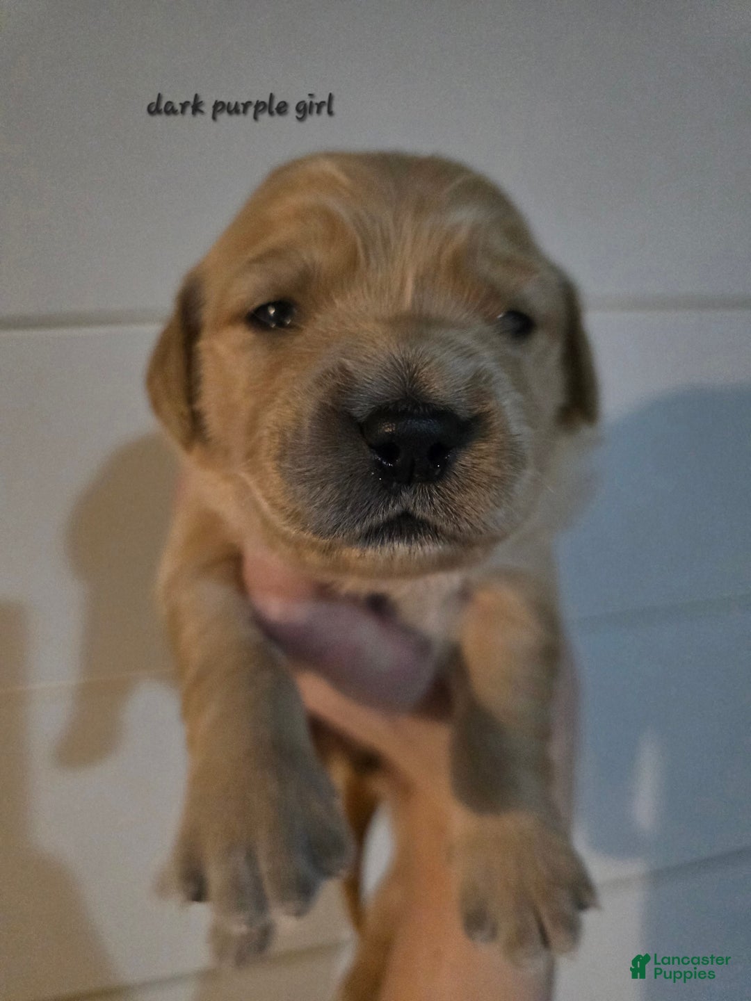 Golden Retriever dogs for sale: Golden Retriever Puppy 1 - Ad 5