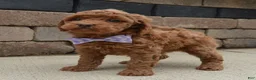 Mini Goldendoodle dogs for sale: Mini Georgia - Ad 13
