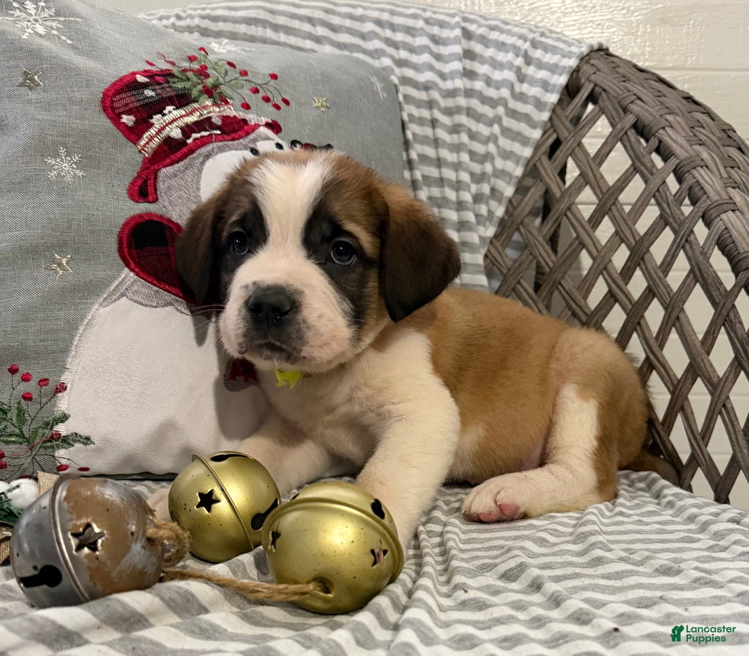 Saint Bernard dogs for sale: Chevy - Ad 5