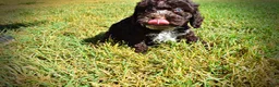 Havapoo dogs for sale: Jasper-LABOR DAY SALE-TAKE $100 OFF!!! - Ad 12