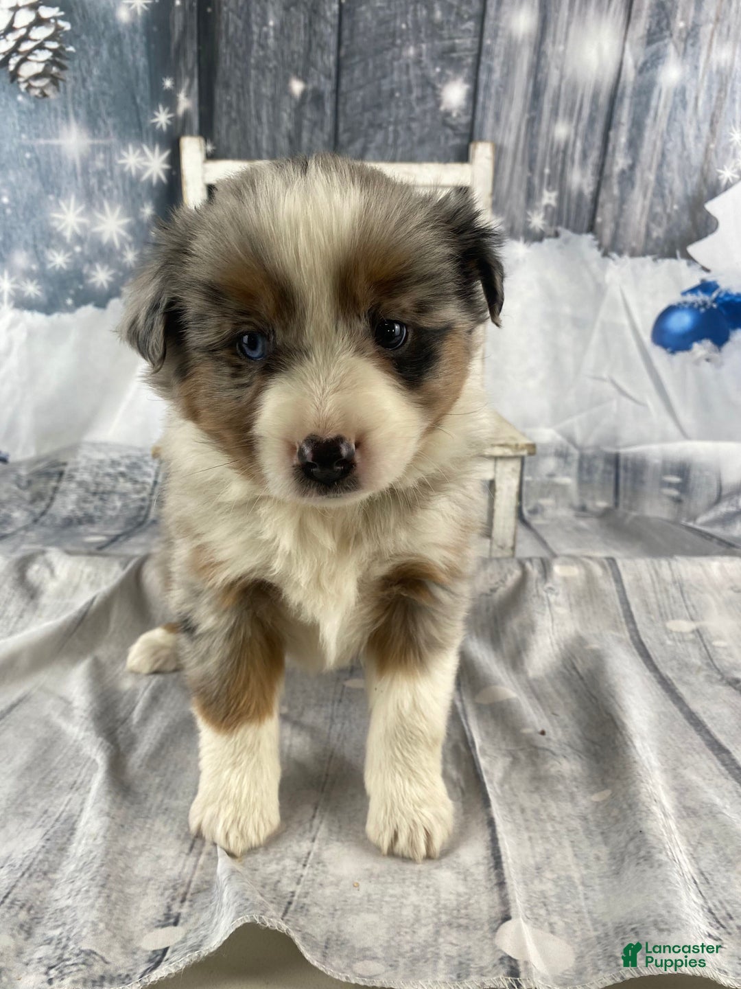Australian Shepherd dogs for sale: Calla - Ad 2