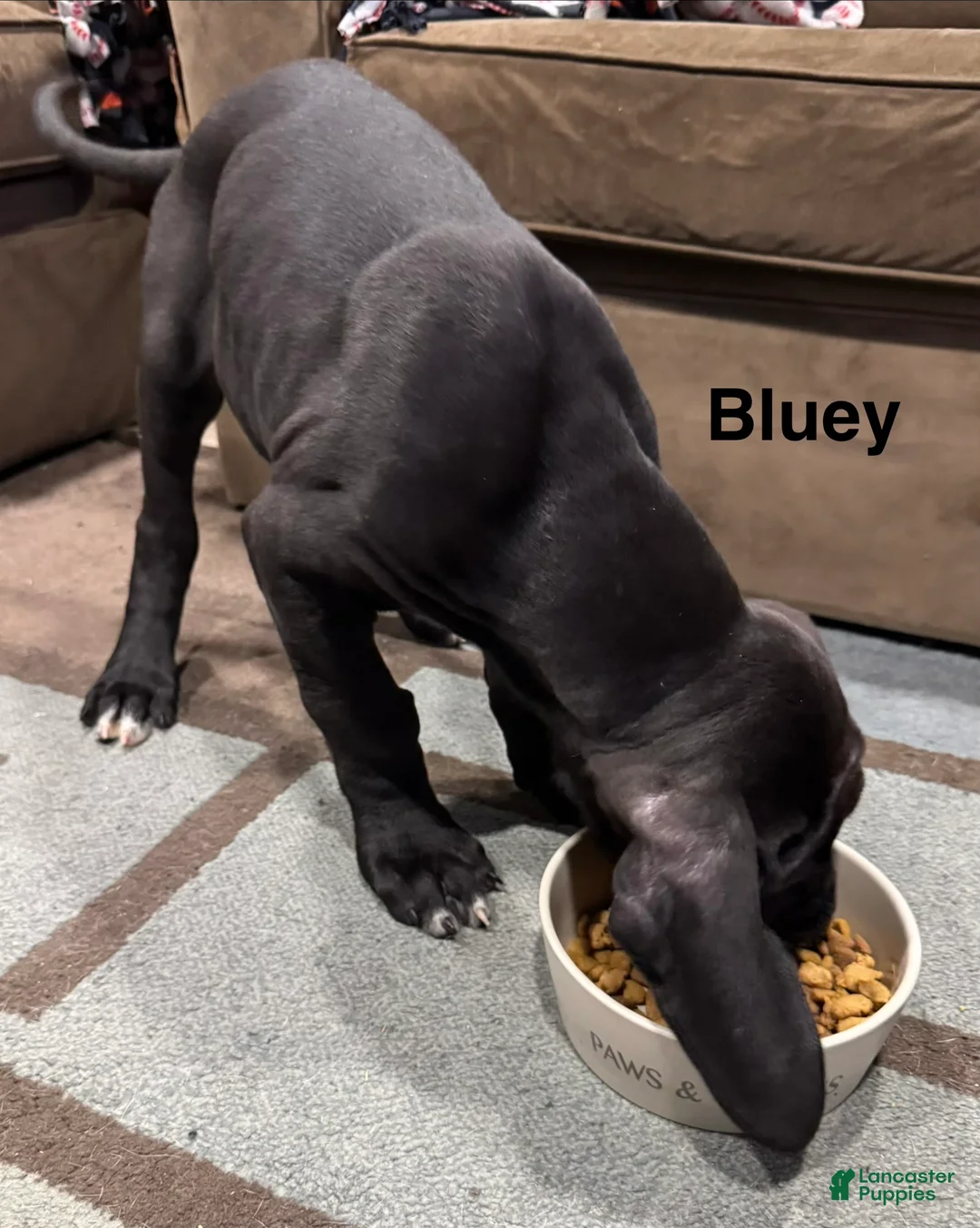 Great Dane dogs for sale: Tobie - Ad 27