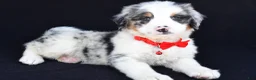 Mini Bernedoodle dogs for sale: Luke - Ad 8