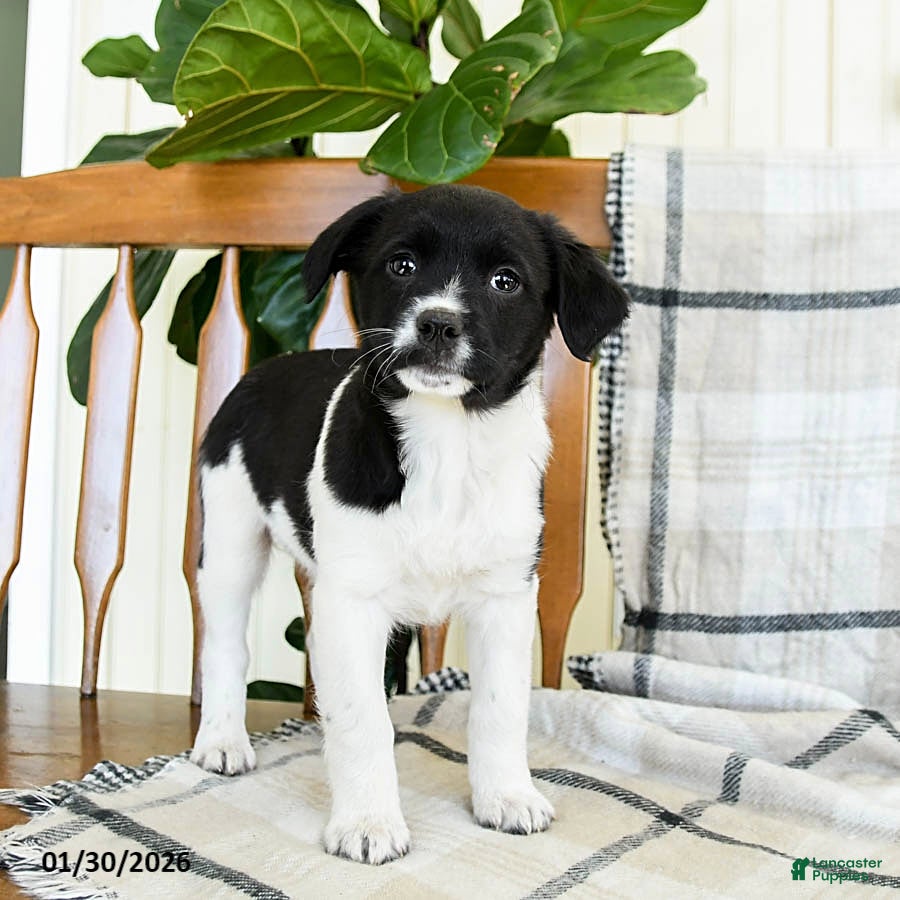 Mixed Breed dogs Shiloh - Ad 2