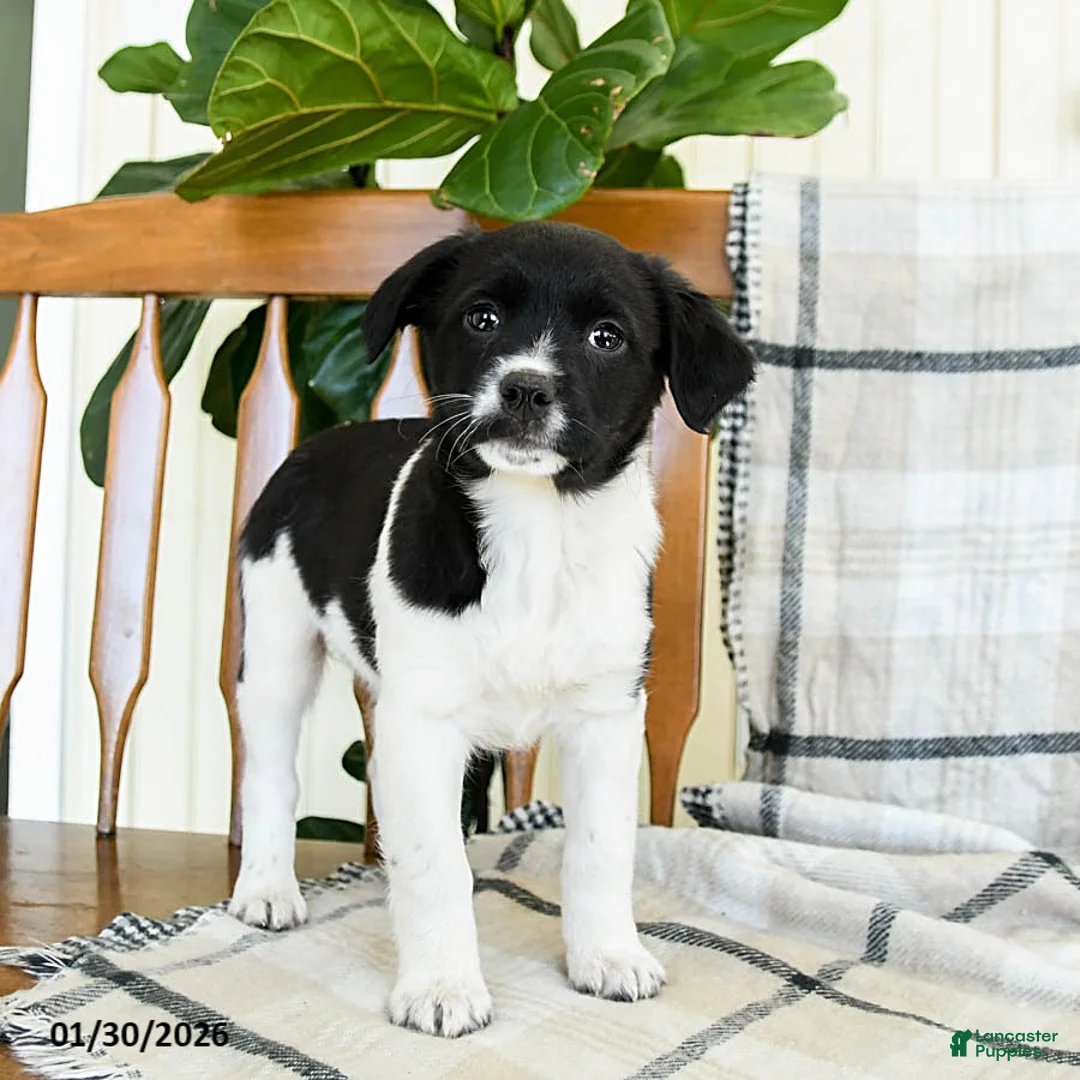 Mixed Breed dogs for sale: Shiloh - Ad 2