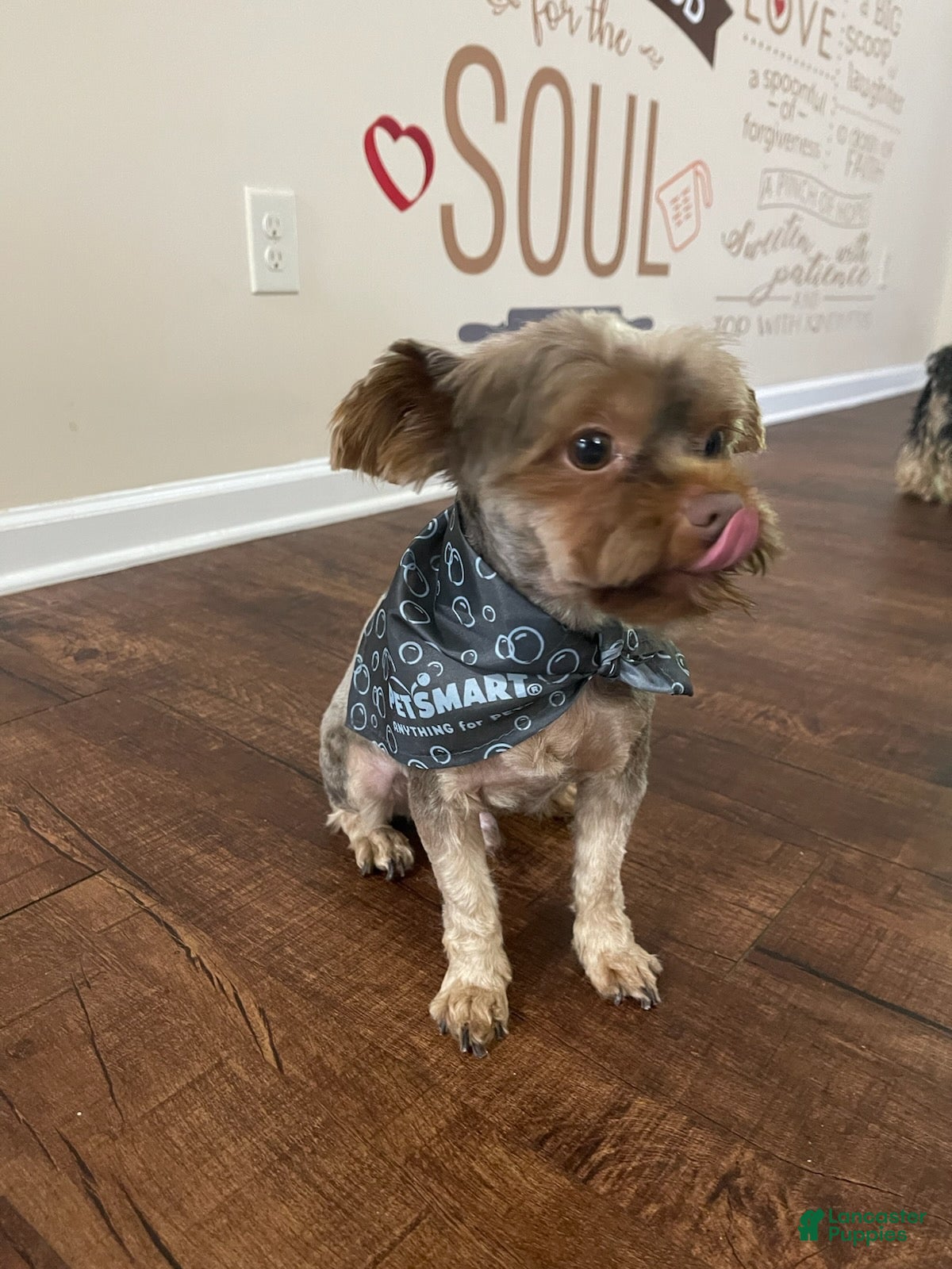 Yorkshire Terrier dogs Boy - Ad 1