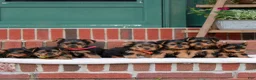 Yorkshire Terrier dogs for sale: Jessie  - Ad 4