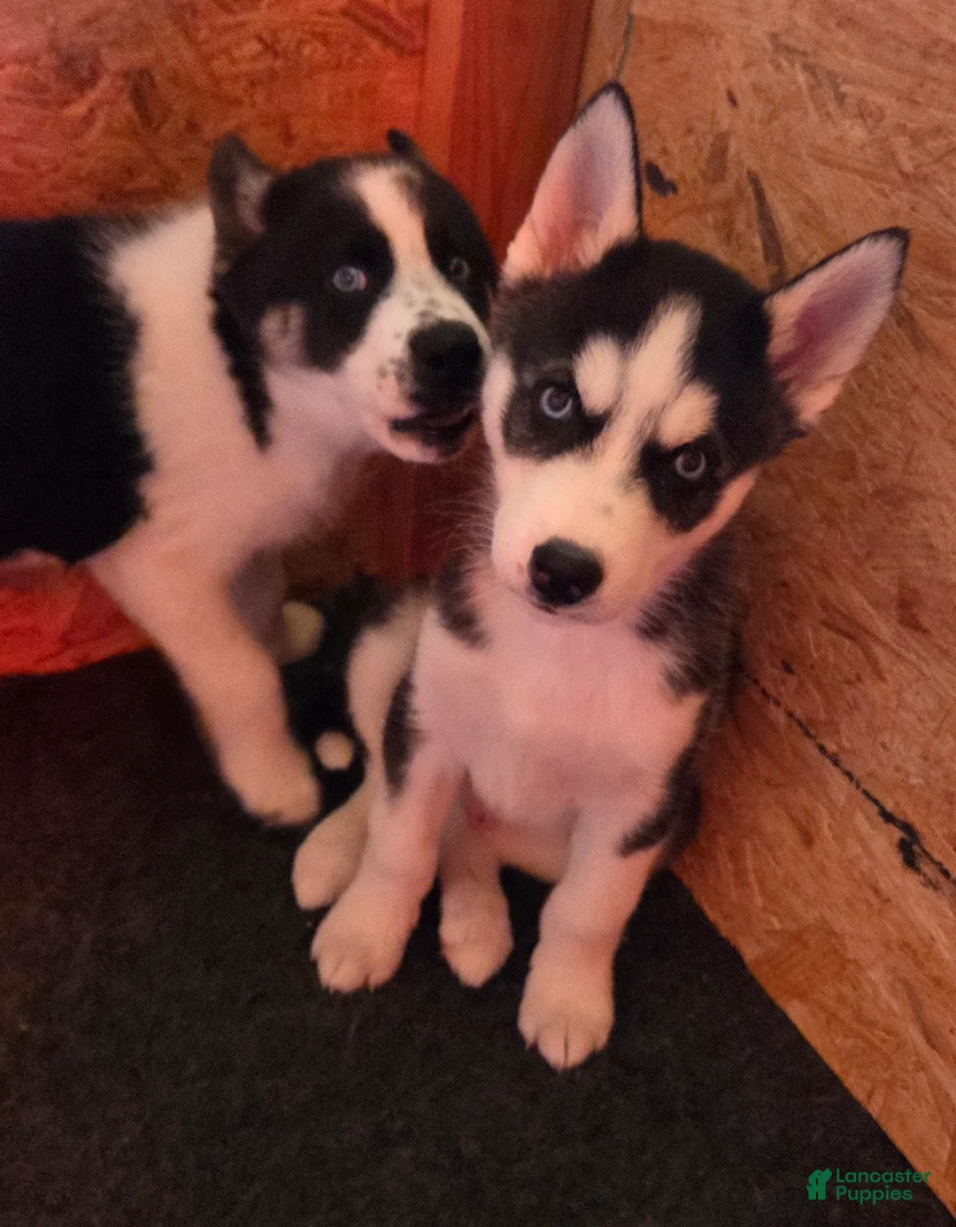 Siberian Husky dogs for sale: Saint - Ad 12