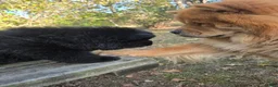Chow Chow dogs for sale: Midnight - Ad 3