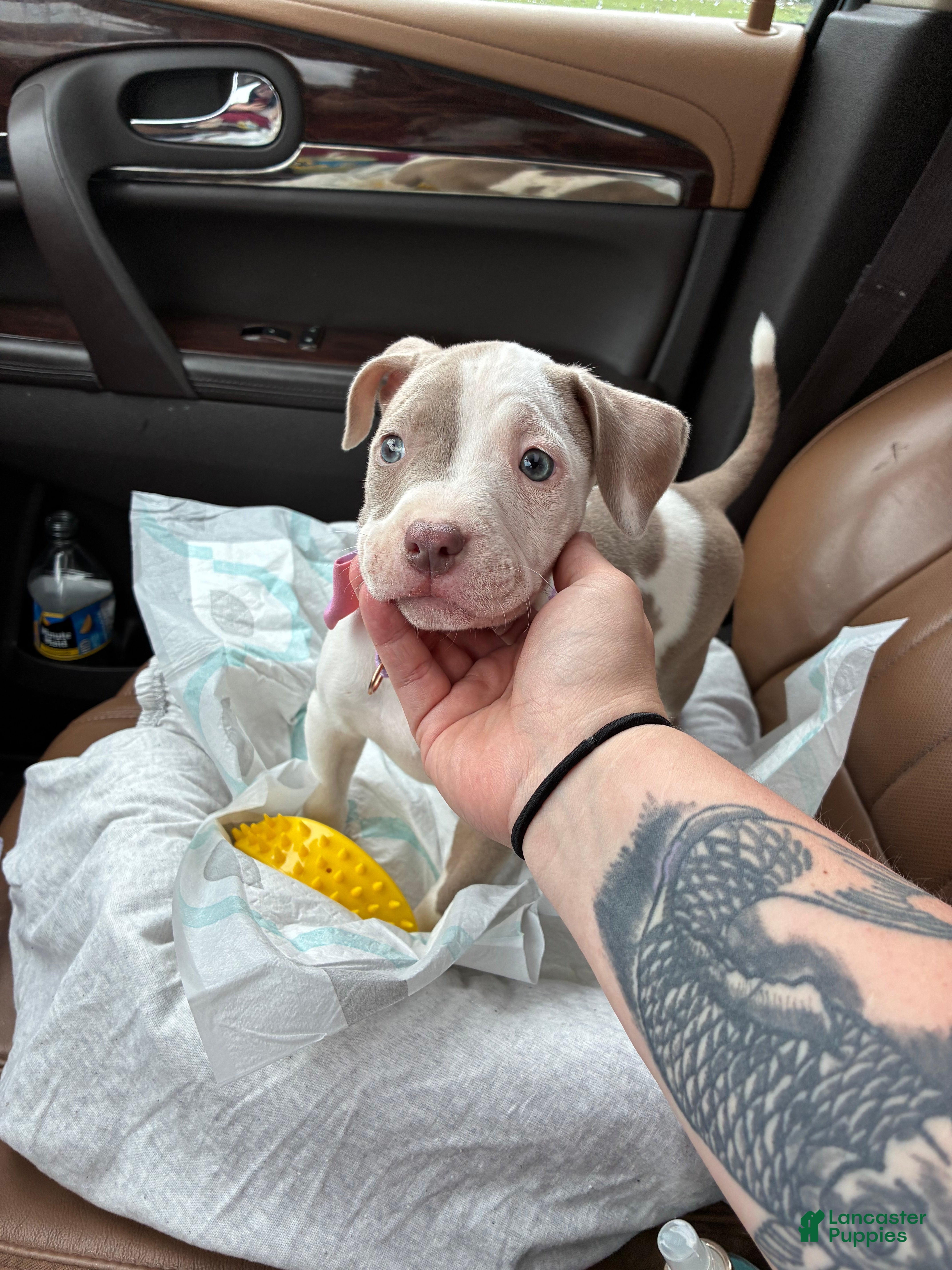 American Pit Bull Terrier dogs American Pit Bull Terrier 1 - Ad 13