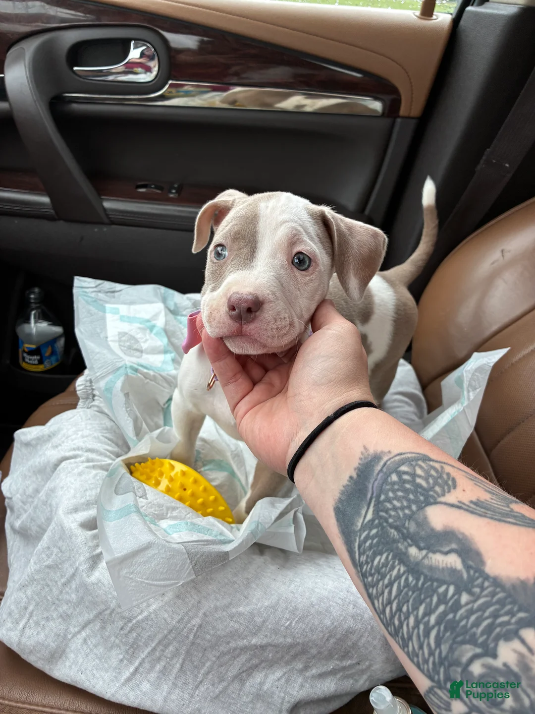 American Pit Bull Terrier dogs for sale: American Pit Bull Terrier 1 - Ad 1