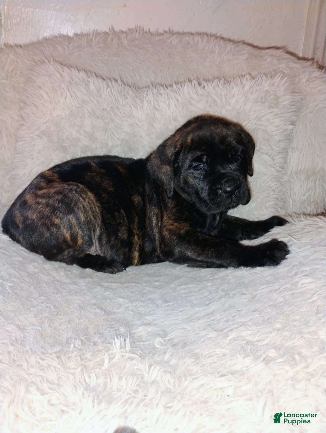 Mixed Breed dogs for sale: Purple collar - Ad 1