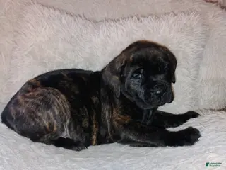 Mixed Breed dogs Purple collar - Ad 9