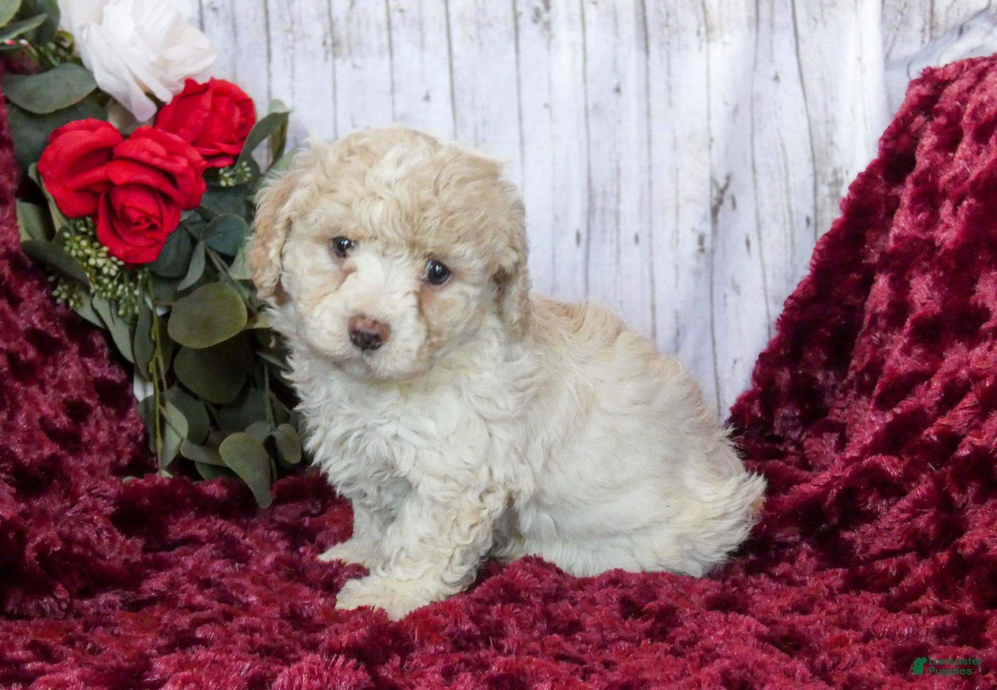 Bichpoo dogs Chloe - Ad 1