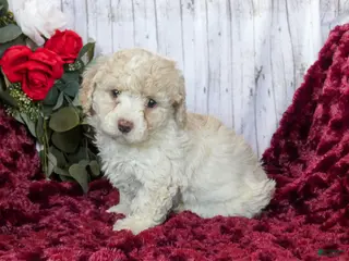 Bichpoo dogs for sale: Chloe - Ad 4