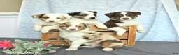 Miniature Australian Shepherd dogs for sale: Freddie - Ad 3